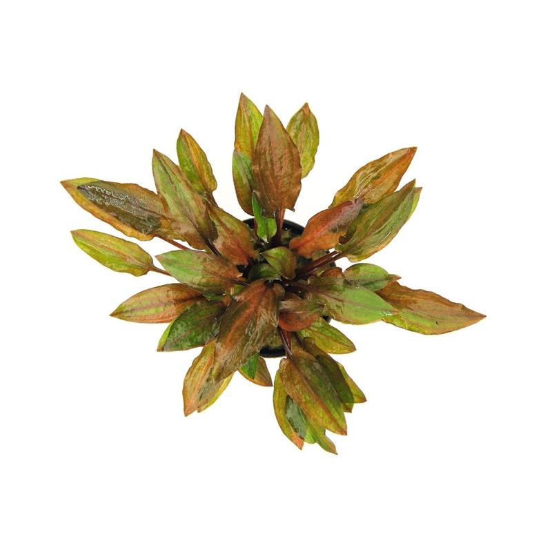 Planta acvariu Cryptocoryne walkeri legroi Dennerle - imagine 3
